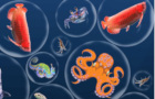 Giochi di simulazione : Ocean Fish Merge